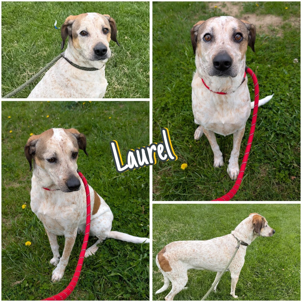 Laurel
