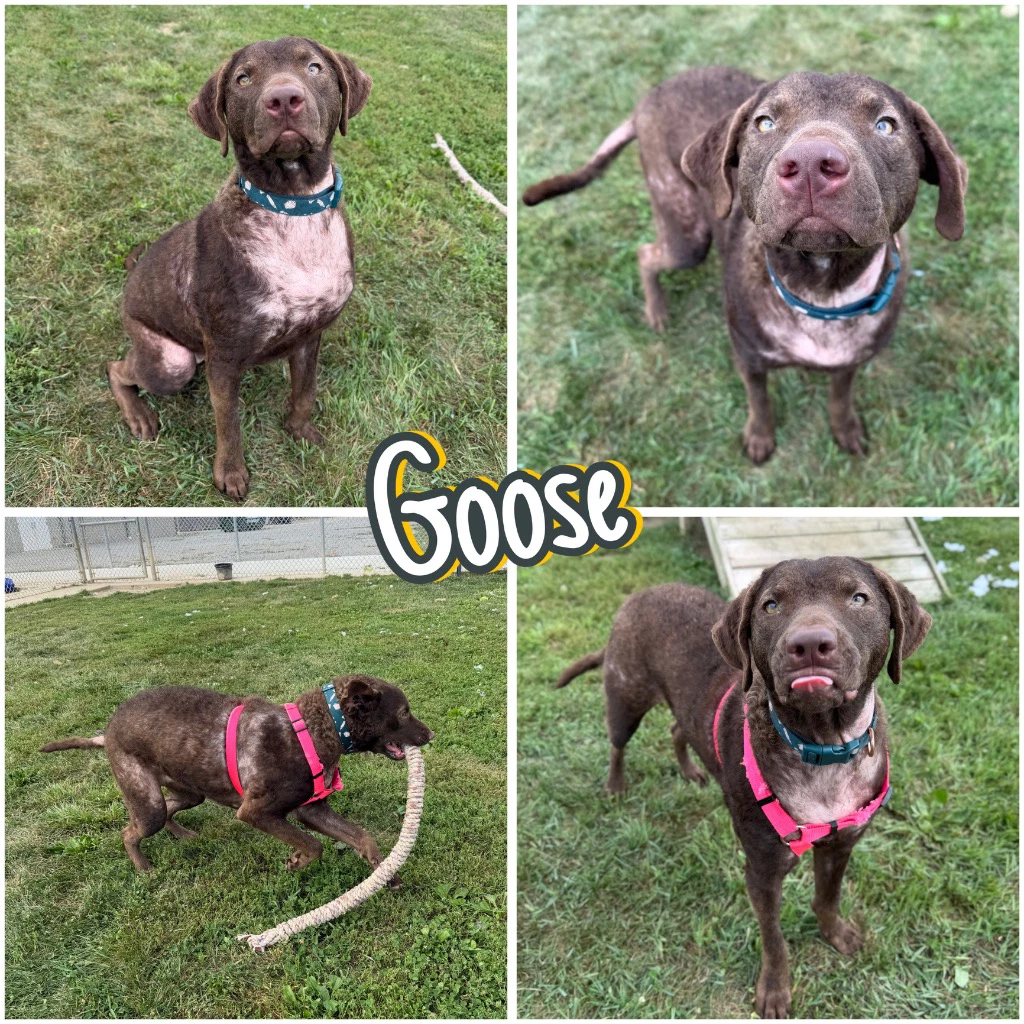 Goose