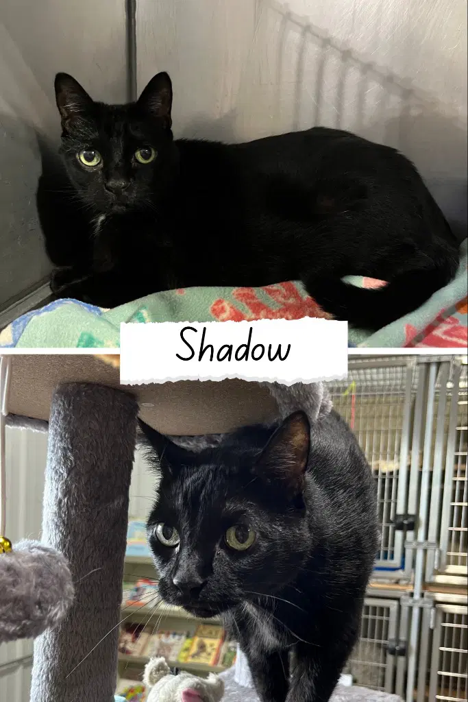 Shadow- Front Declawed - Domestic Short Hair