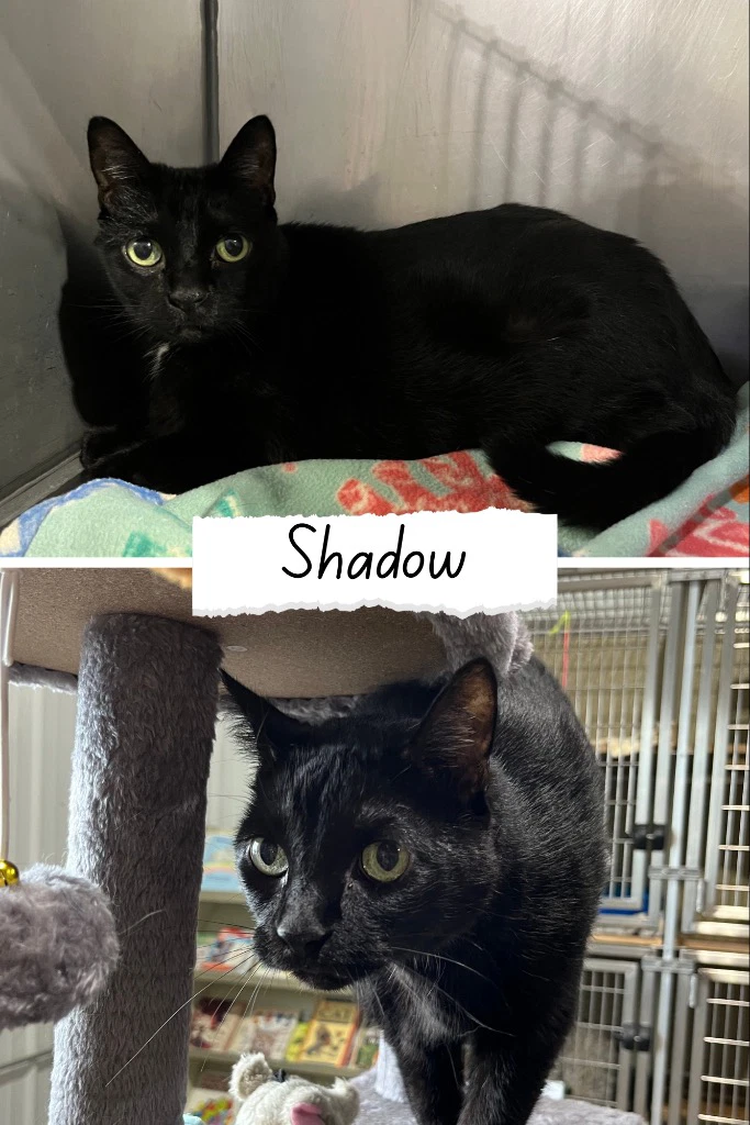 Shadow- Front Declawed