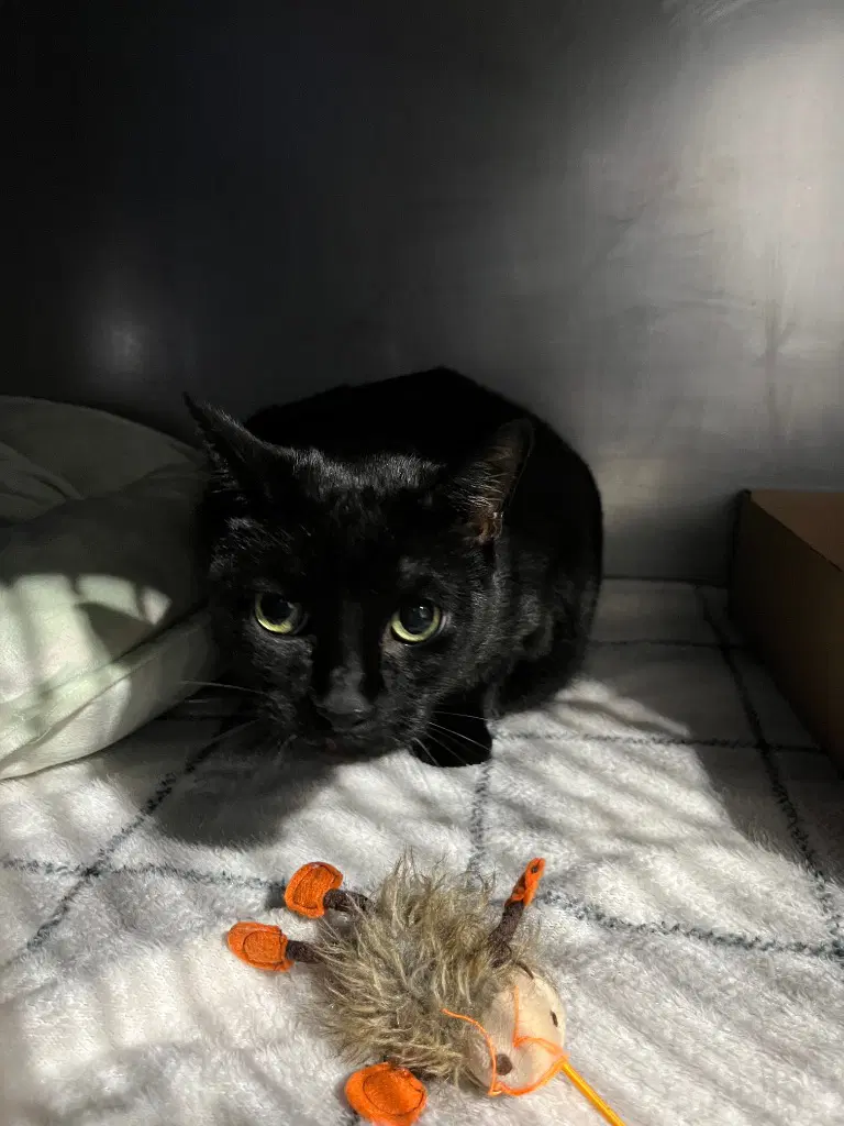 Shadow- Front Declawed image 2