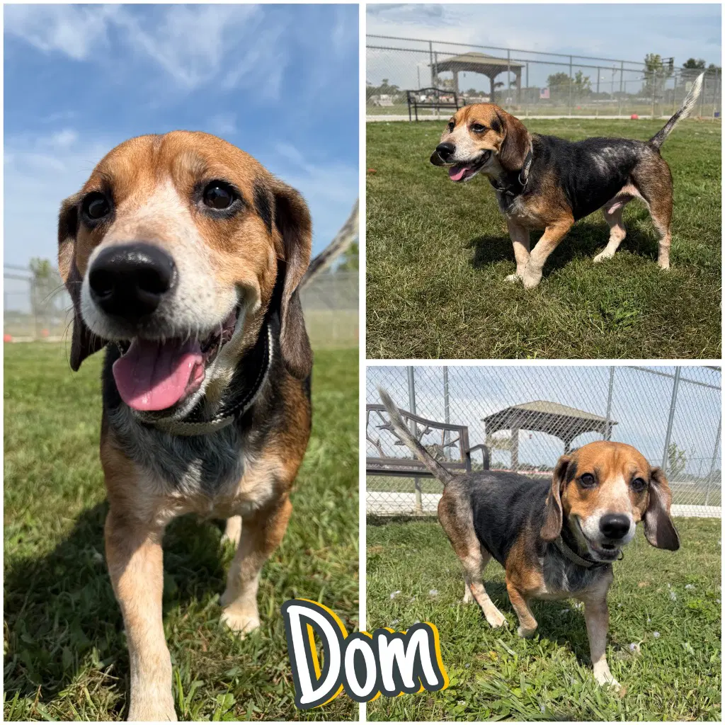 Dom image 1