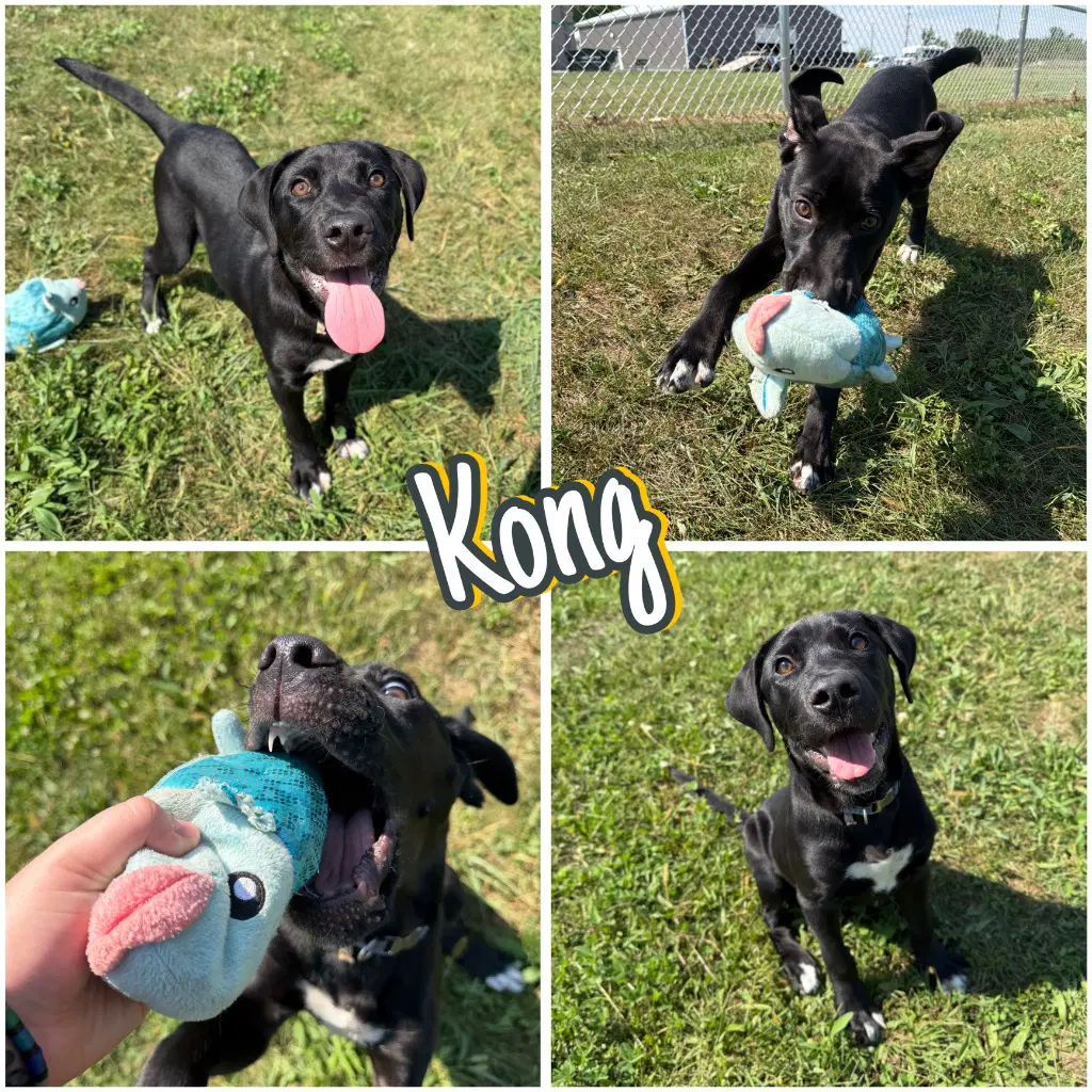 Kong image 1