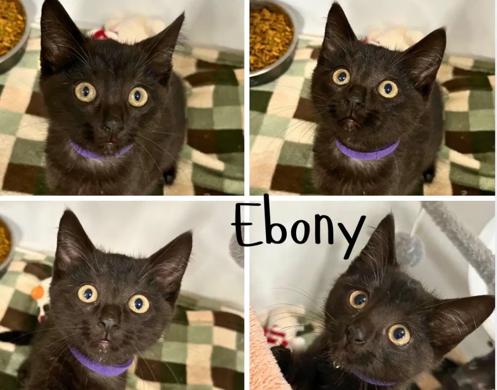 Ebony - Domestic Short Hair