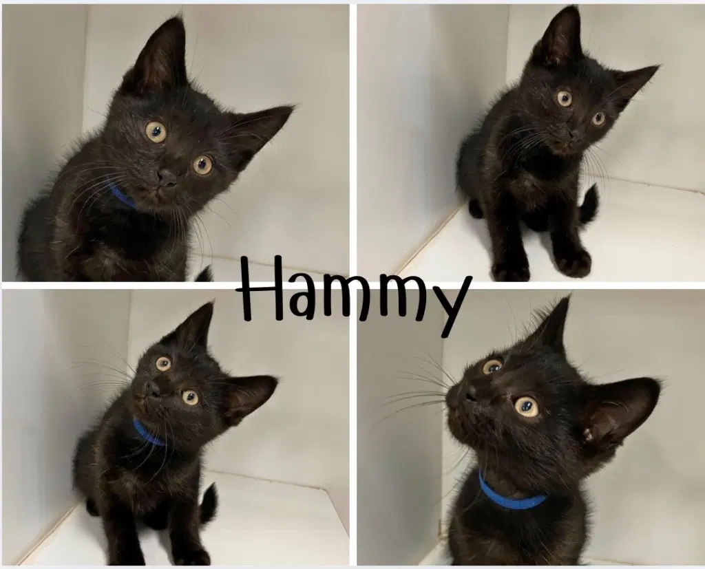 Hammy - Domestic Short Hair