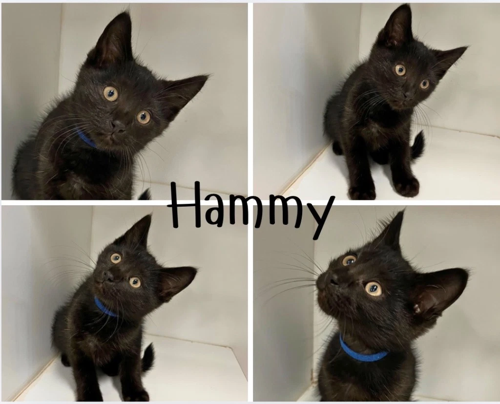 Hammy