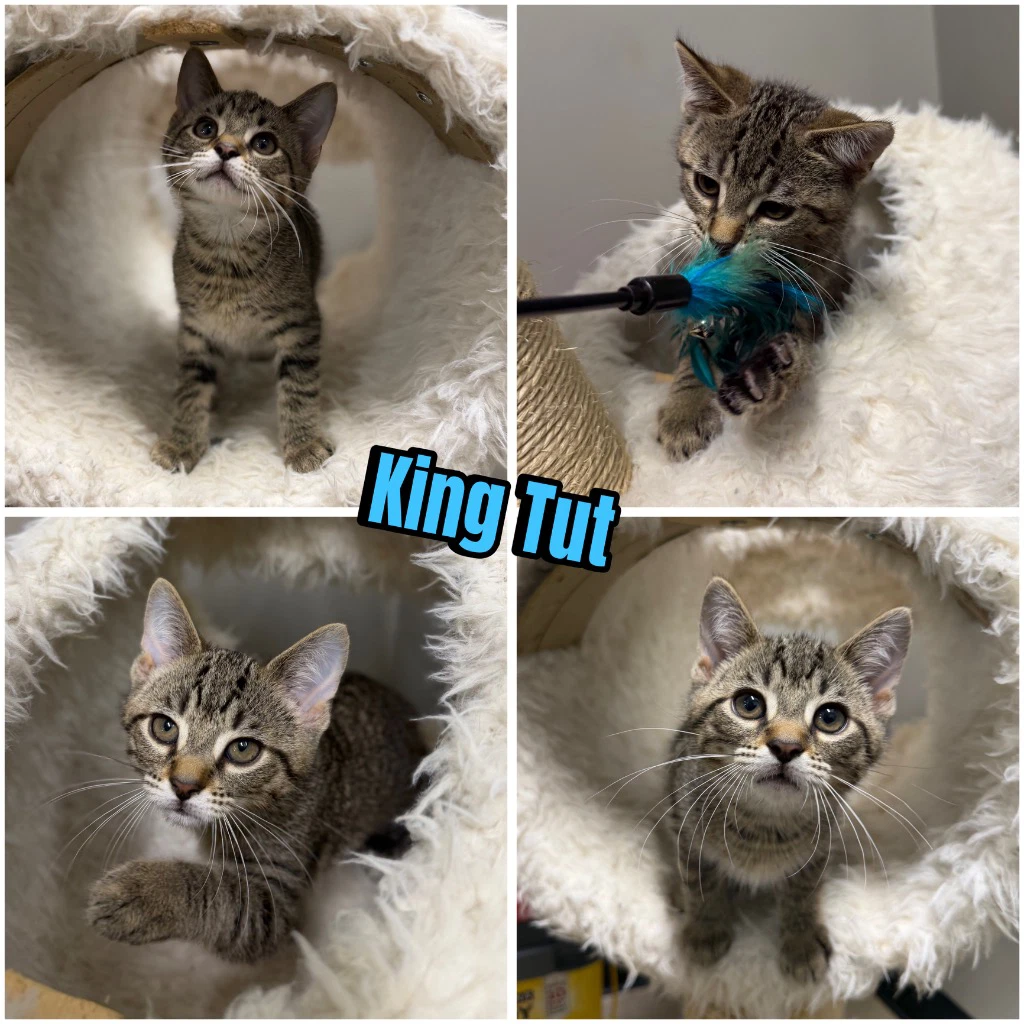 King Tut