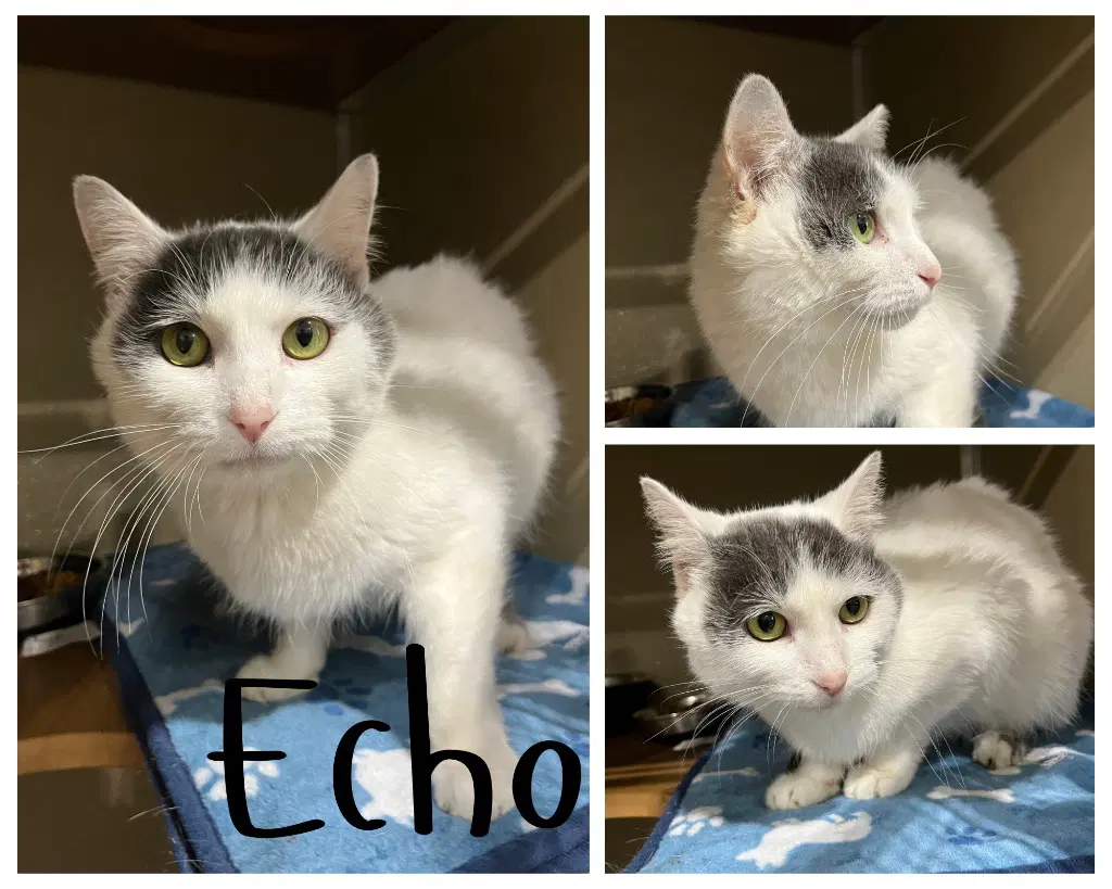 Echo - Domestic Short Hair