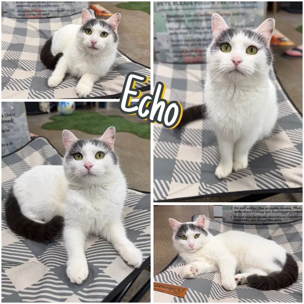 Echo - Domestic Short Hair