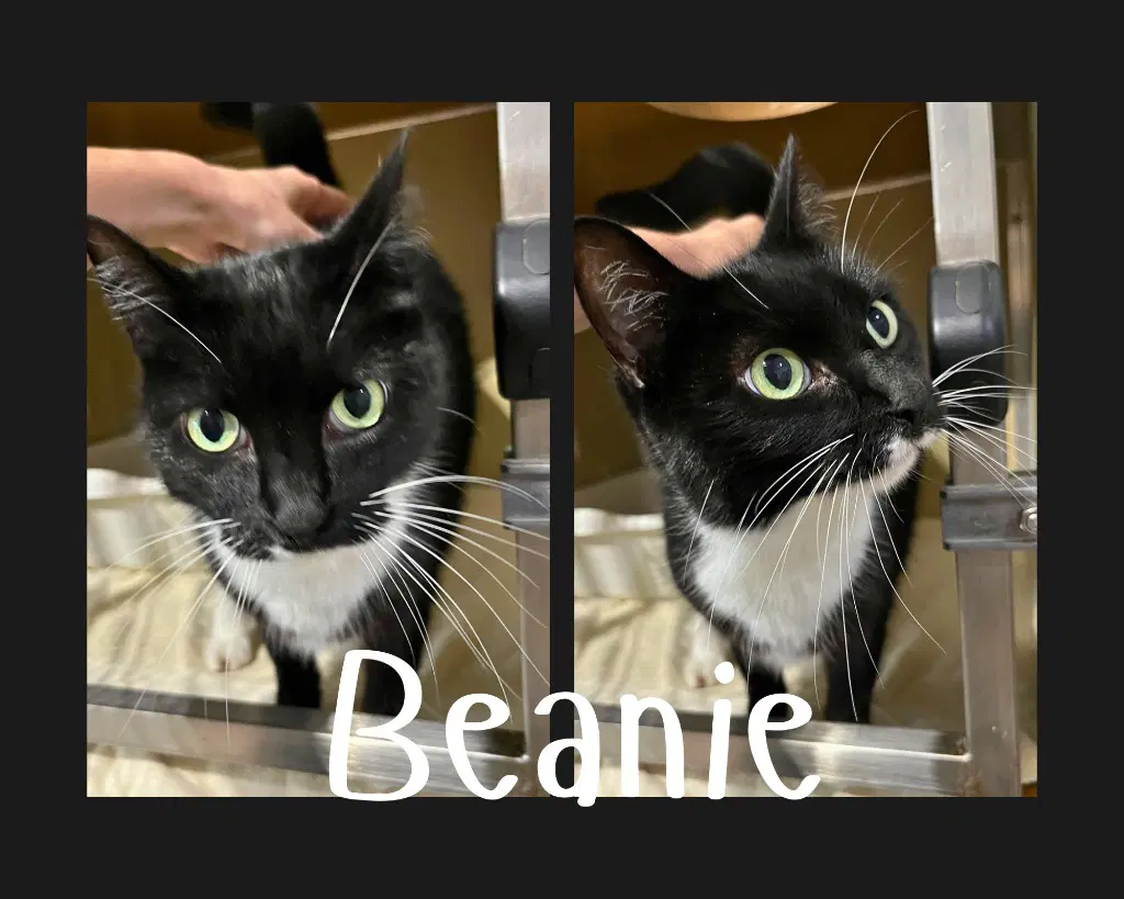 Beanie- Front Declawed - Domestic Short Hair