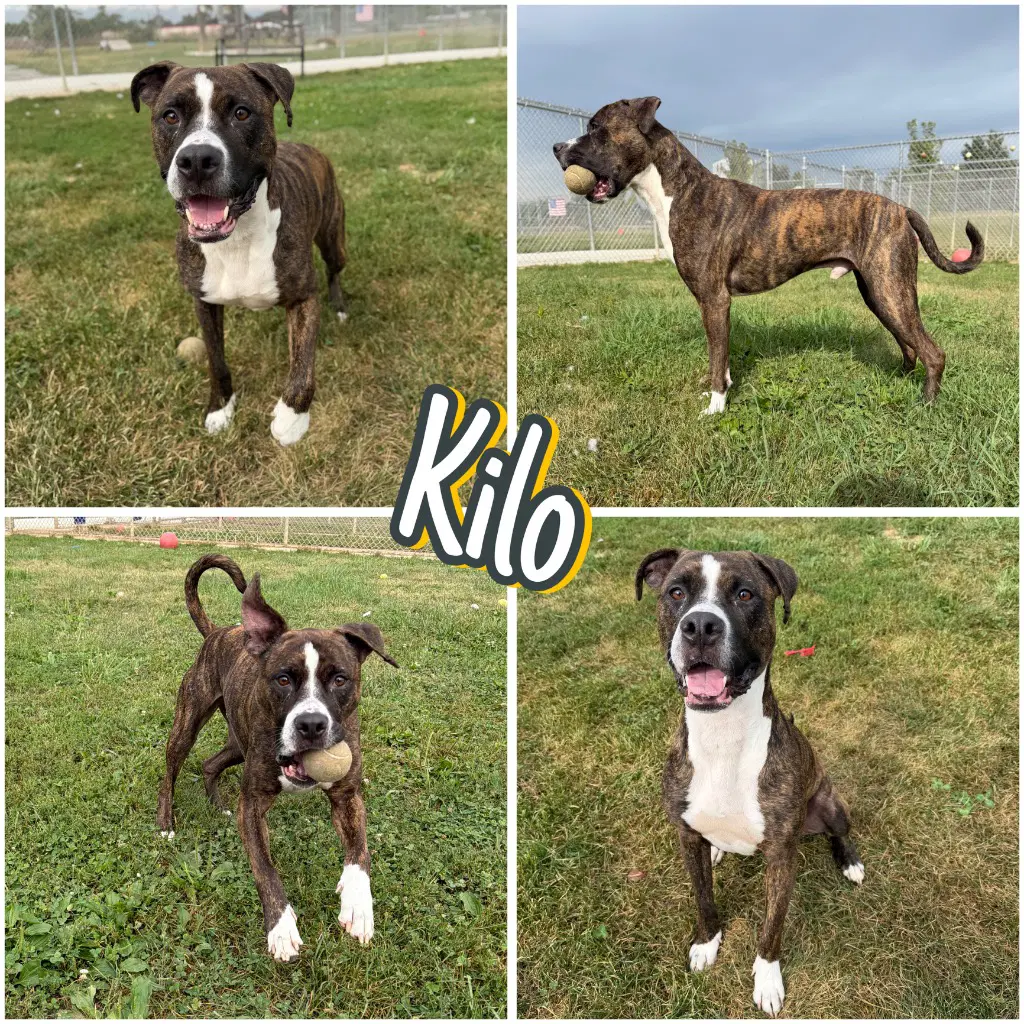 Kilo - American Staffordshire Terrier