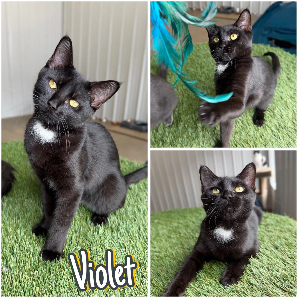 Violet