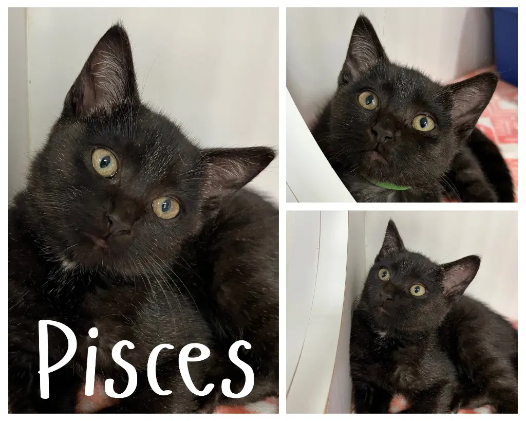 Pisces - Domestic Short Hair