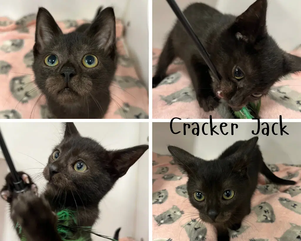 Cracker Jack - Domestic Short Hair