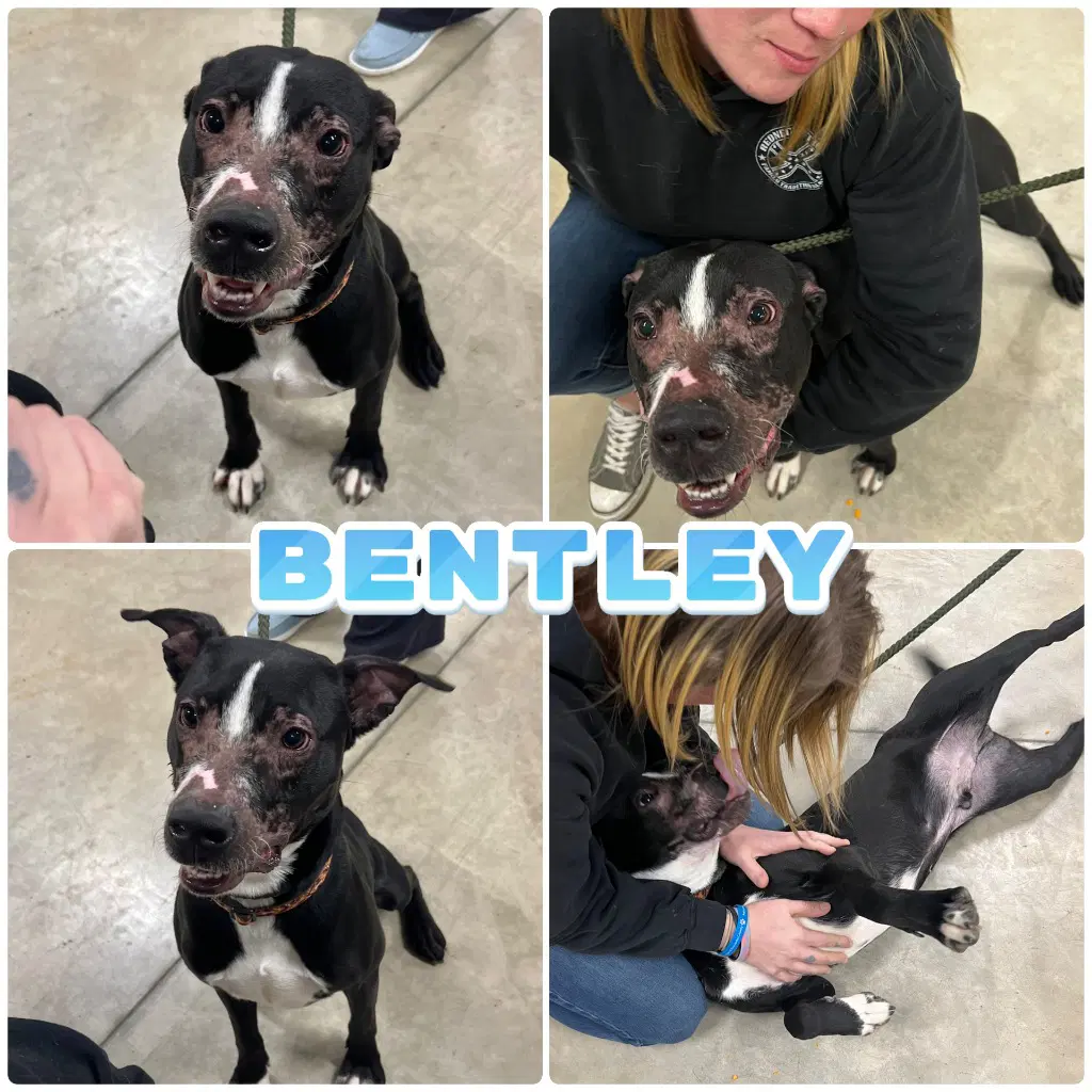 Bentley - American Staffordshire Terrier