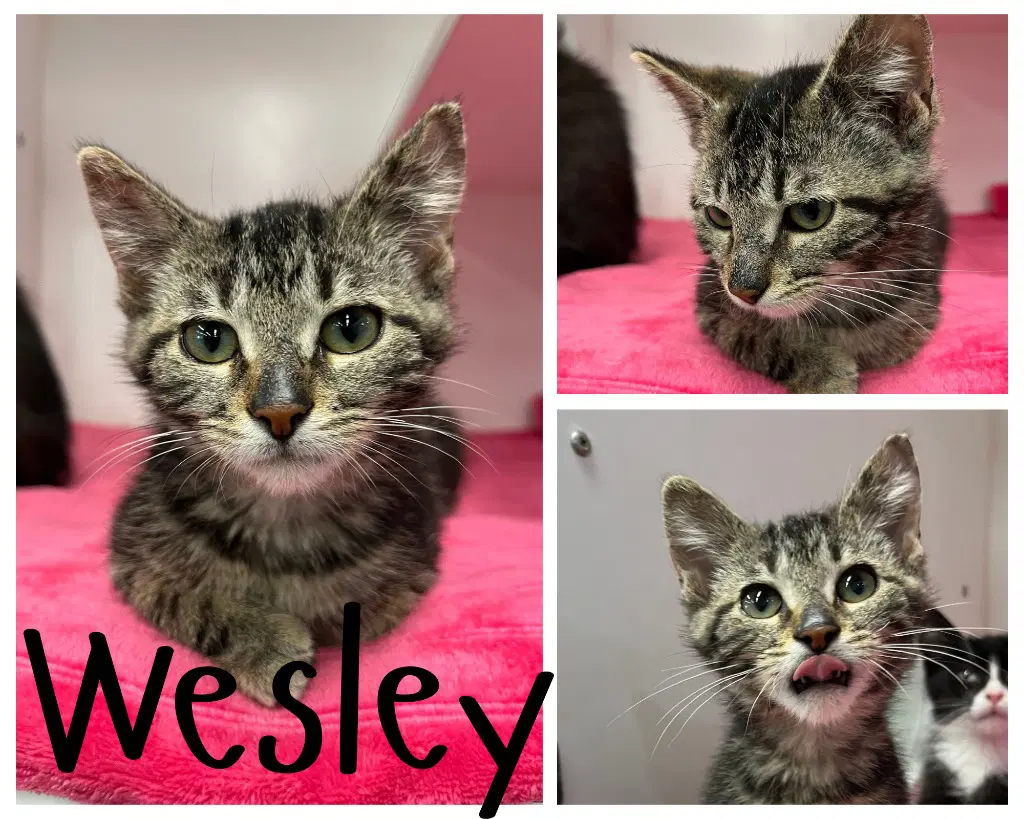 Wesley - Domestic Short Hair
