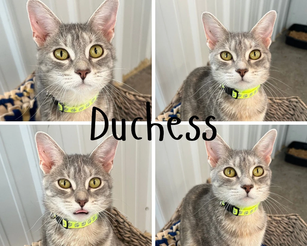 Duchess