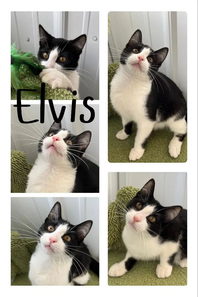 Elvis - Domestic Short Hair