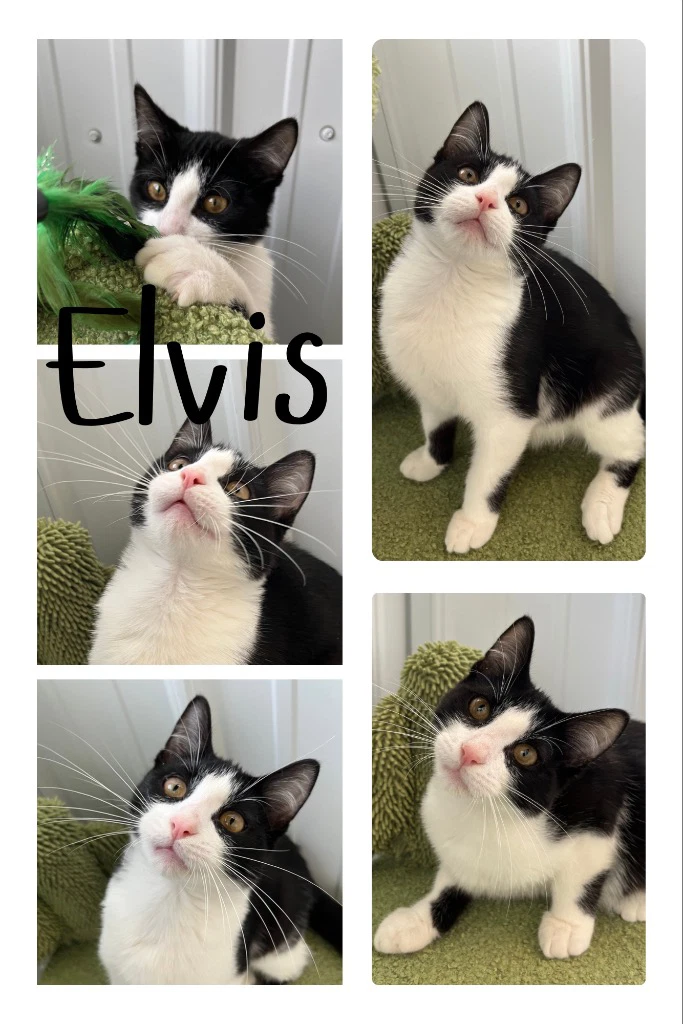 Elvis