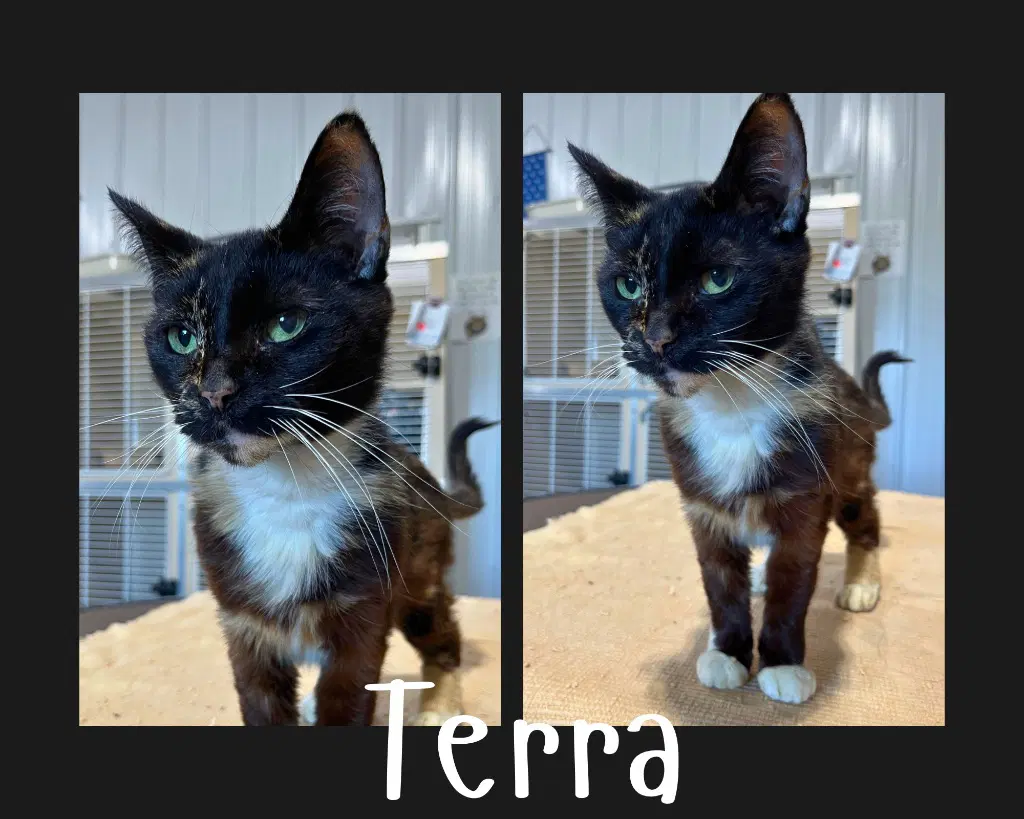 Terra - Domestic Short Hair