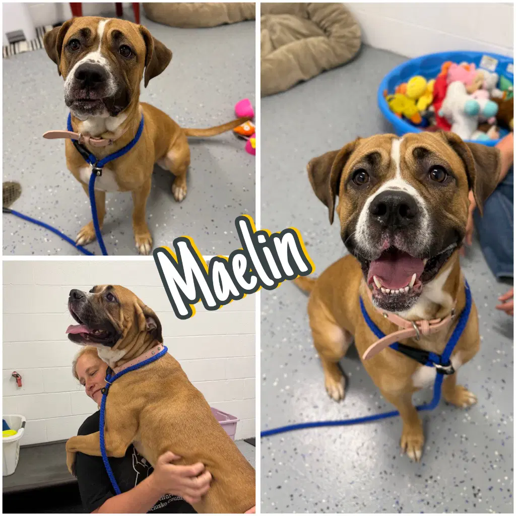 Maelin Aka Mae Mae - Cane Corso Mastiff