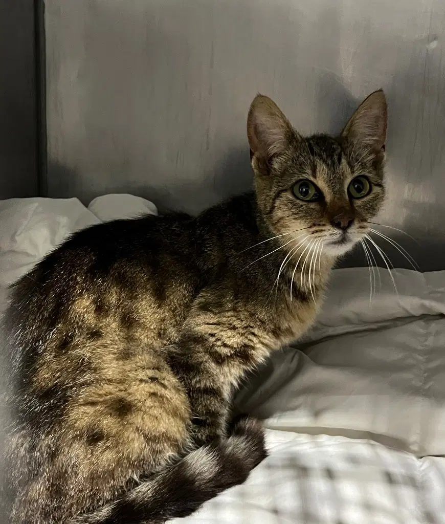 Treasure - Domestic Short Hair