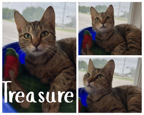 Treasure, a cat for adoption from Animal Welfare League of Kosciusko County