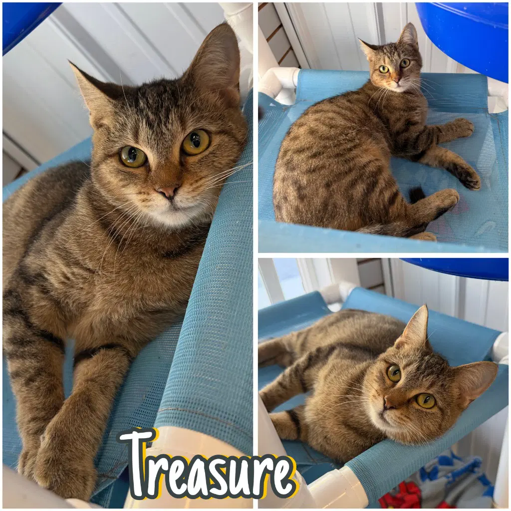 Treasure - Domestic Short Hair