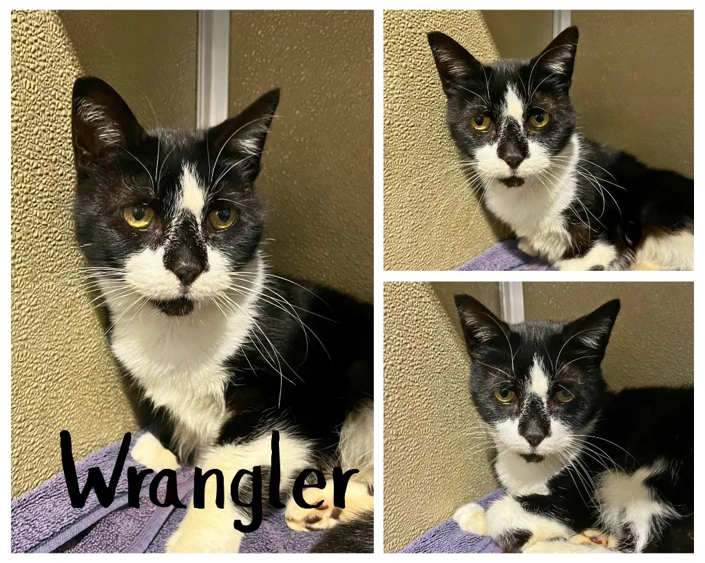 Wrangler - Domestic Short Hair
