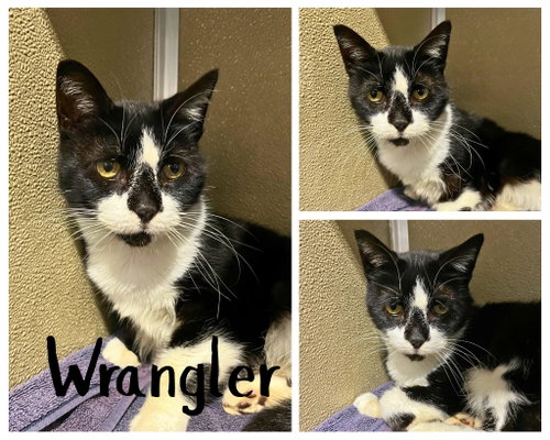 Wrangler - Silo, a cat for adoption from Animal Welfare League of Kosciusko County