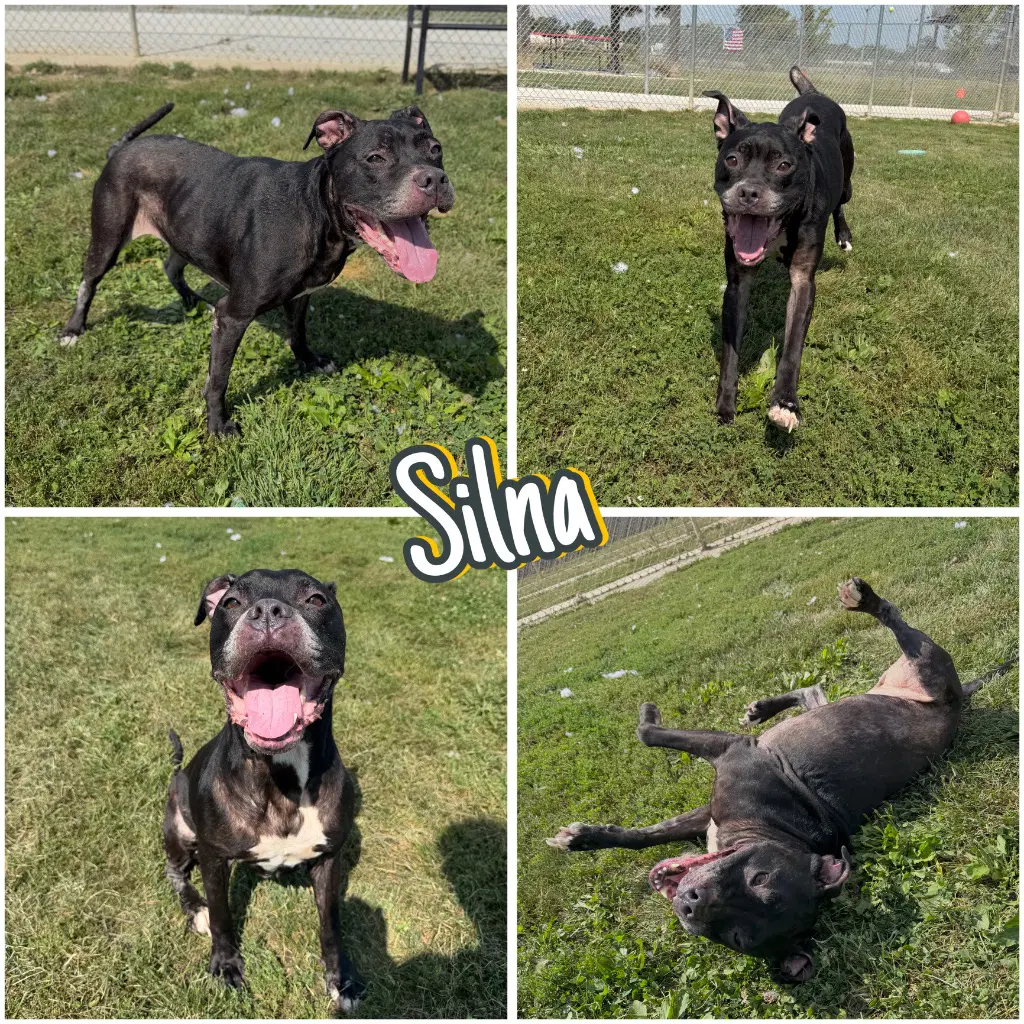Silna - Staffordshire Bull Terrier