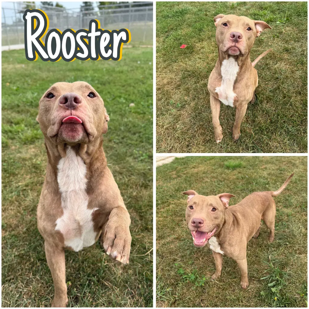 Rooster - American Staffordshire Terrier