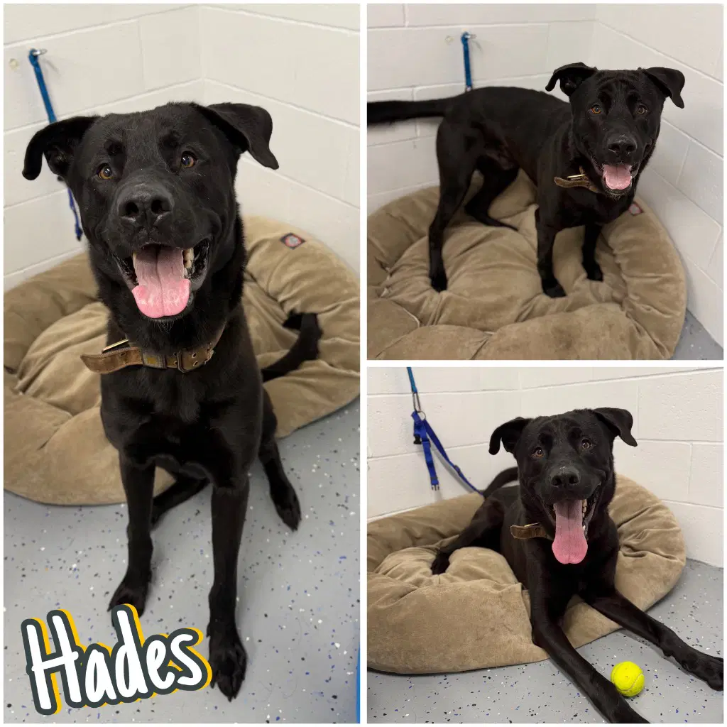 Hades - Labrador Retriever