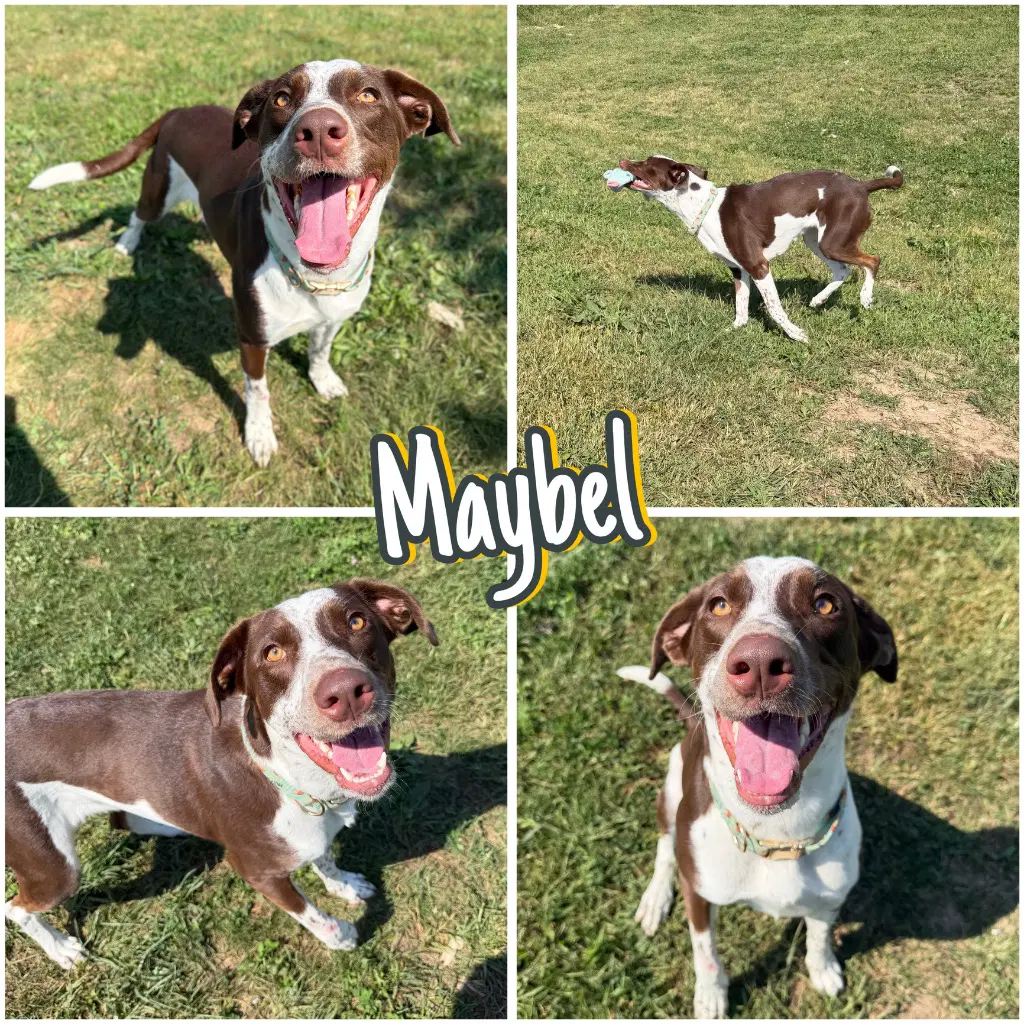 Maybel - Pointer