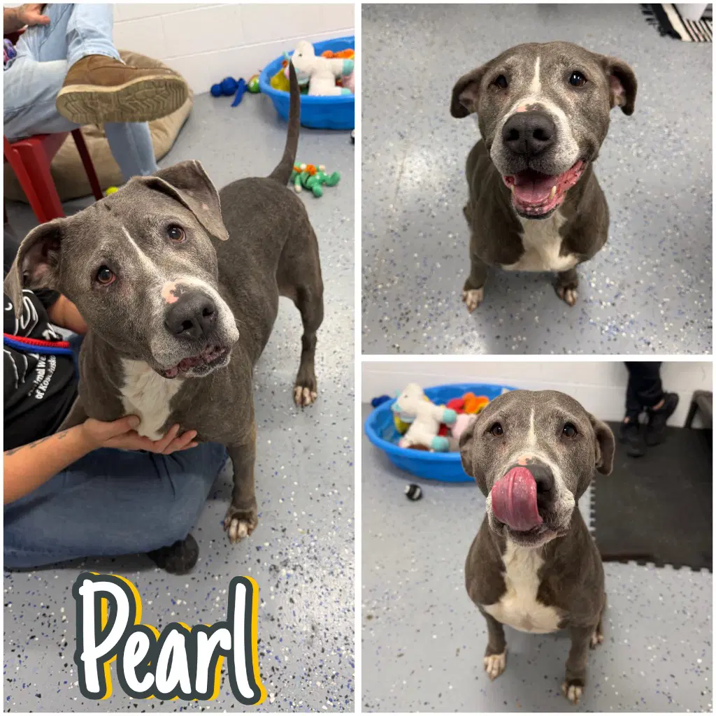 Pearl - American Staffordshire Terrier