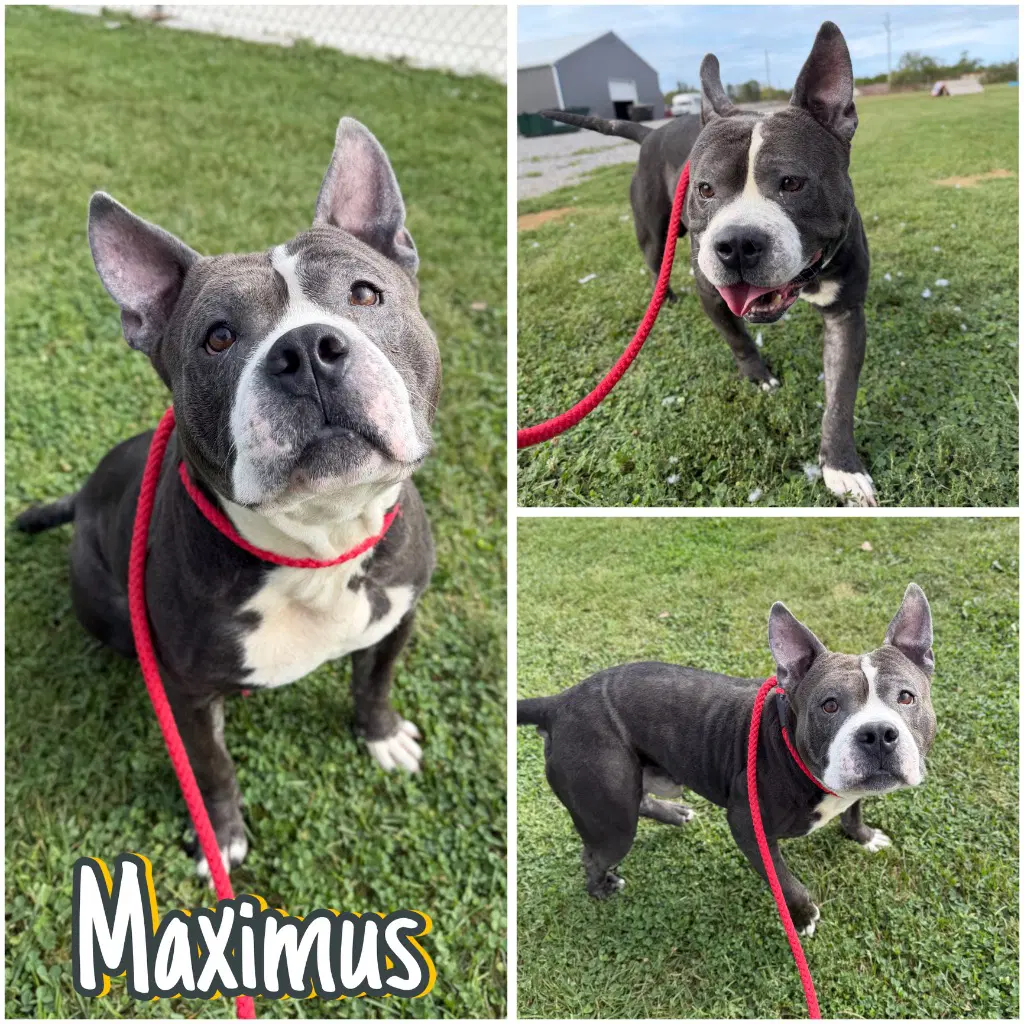 Maximus - American Staffordshire Terrier