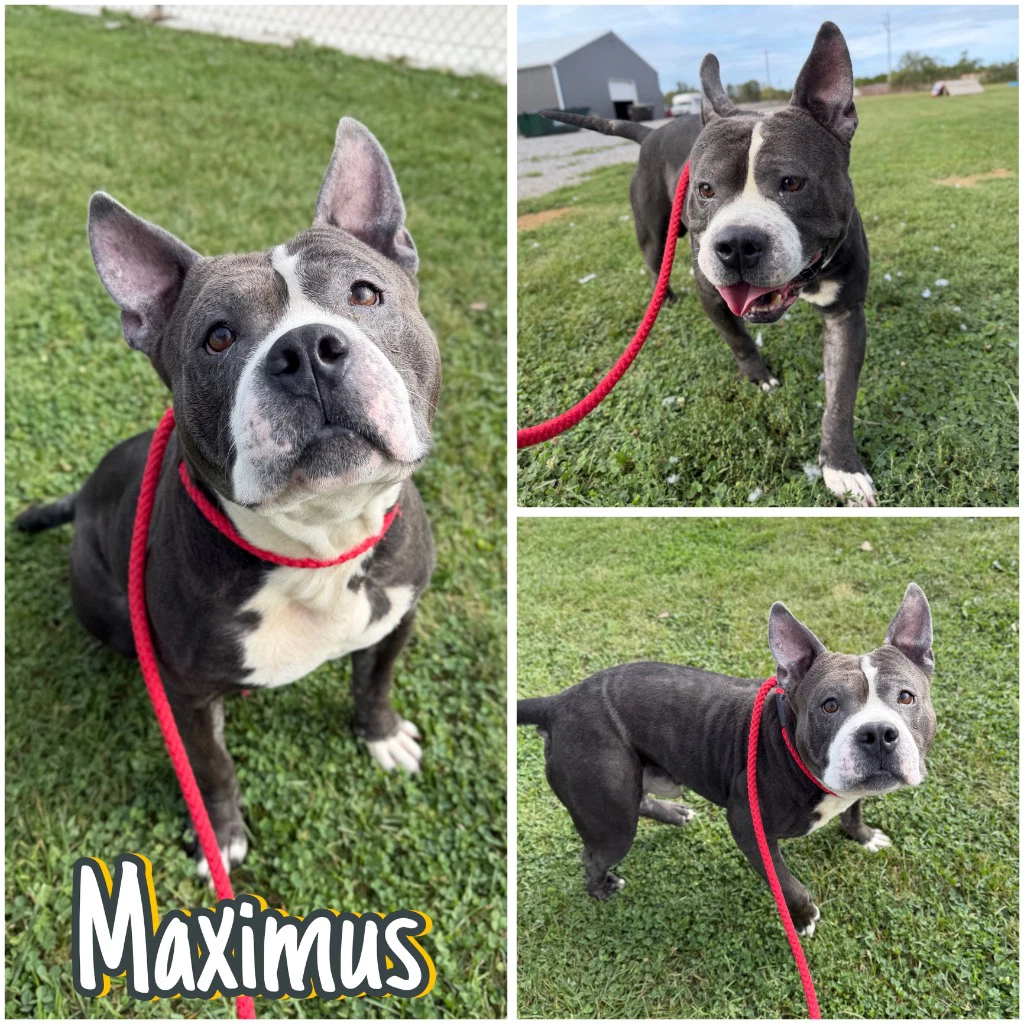 Maximus