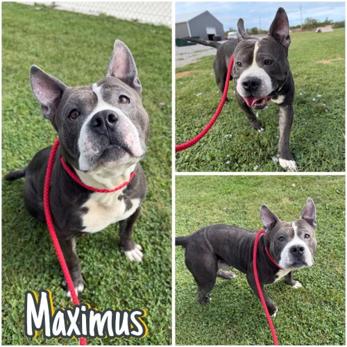 Maximus, a dog for adoption from Animal Welfare League of Kosciusko County