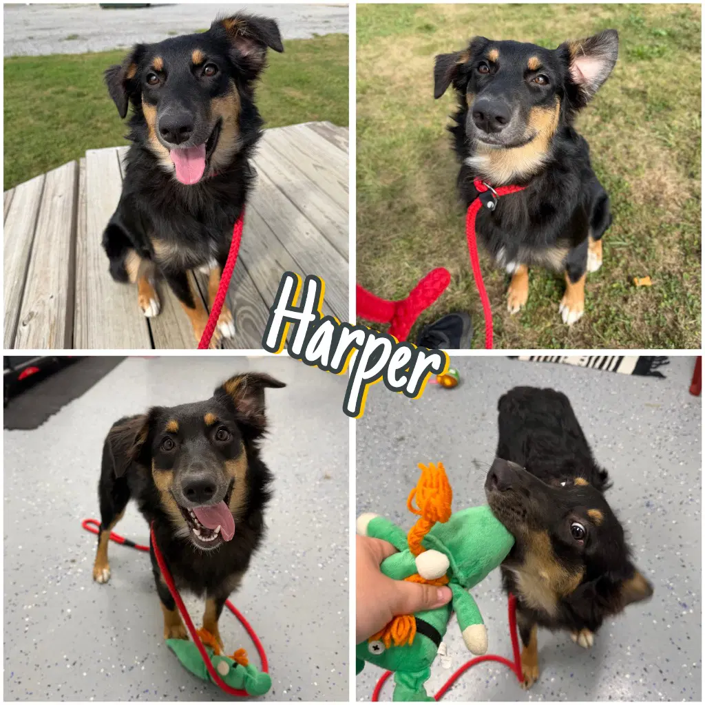 Harper - In Foster - Call For Appt - Australian Shepherd