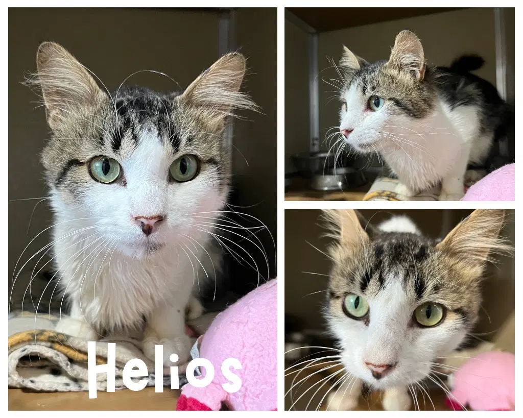 Helios - Domestic Short Hair