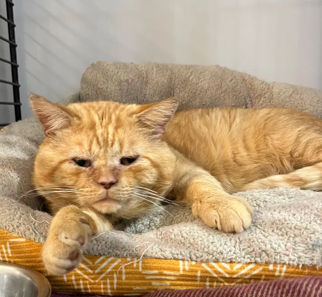 Moon Pie- Fiv - Domestic Short Hair