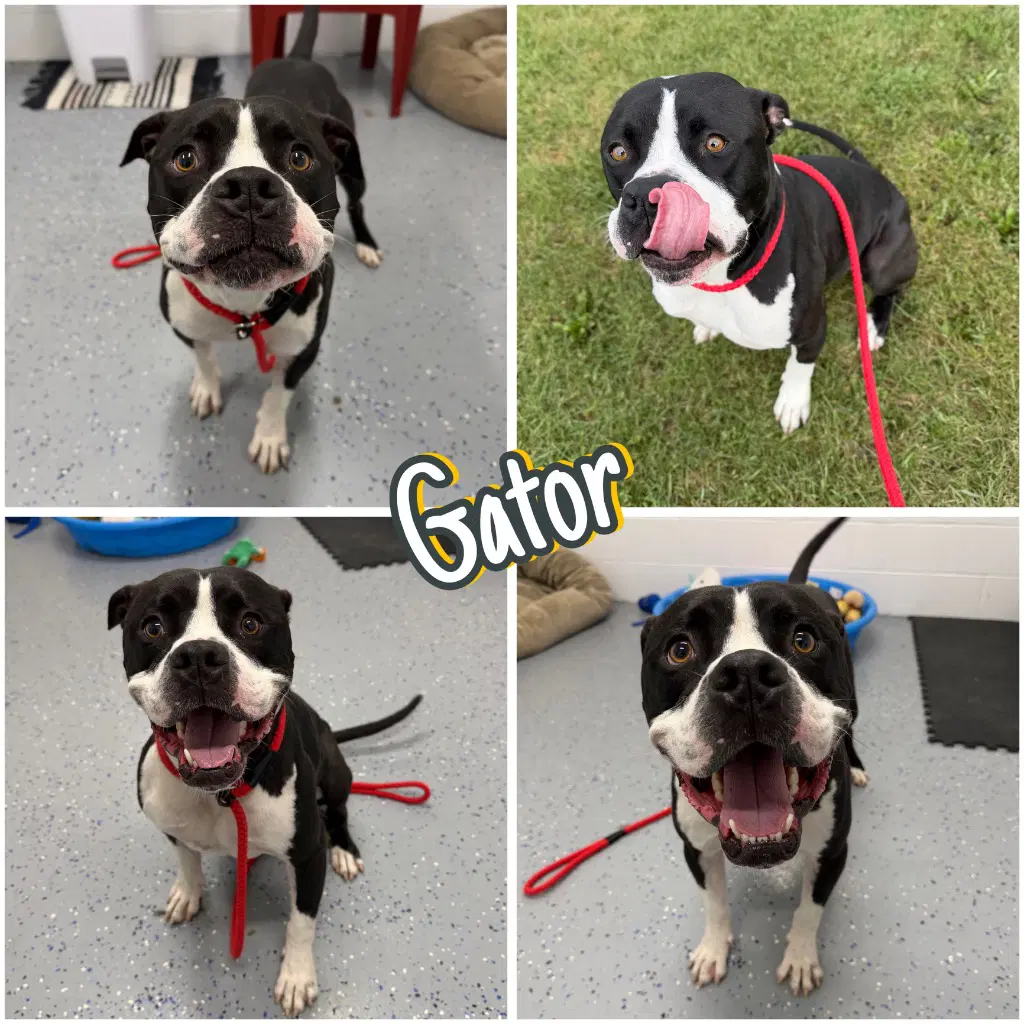 Gator - American Staffordshire Terrier