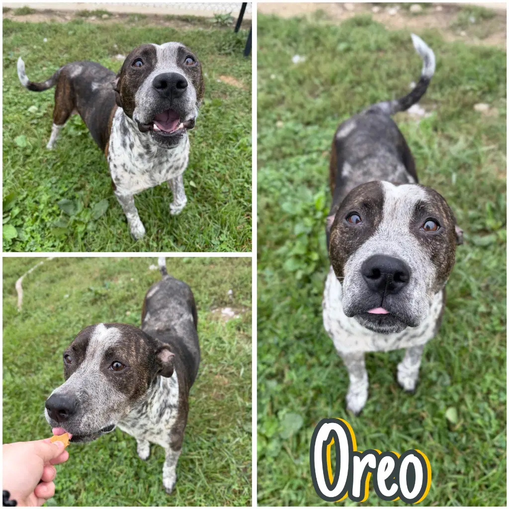 Oreo - American Staffordshire Terrier