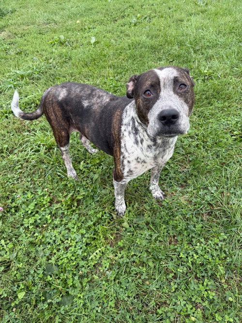 Photo 2 of Oreo