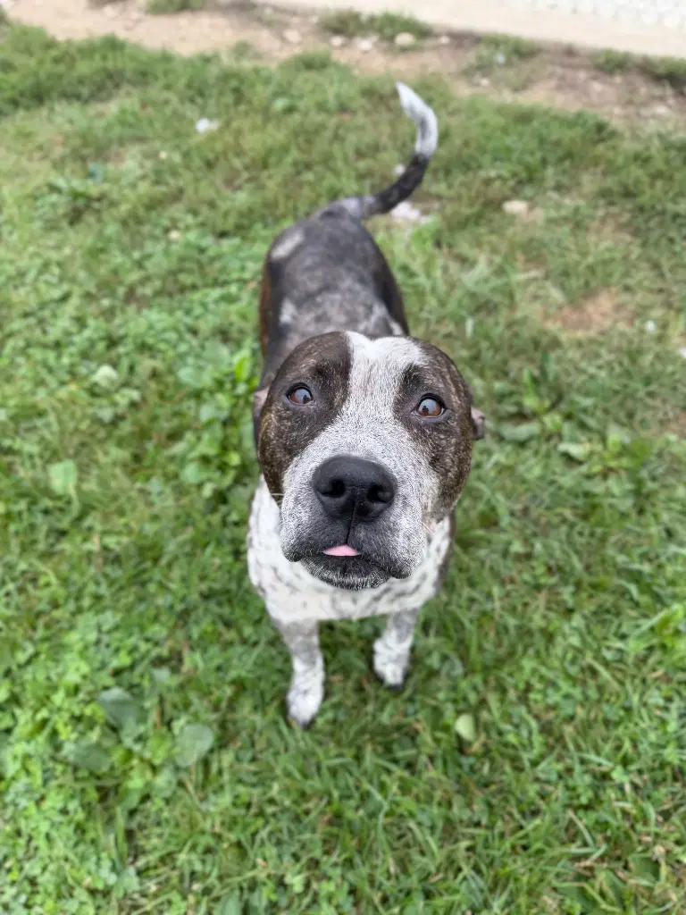 Oreo image 4