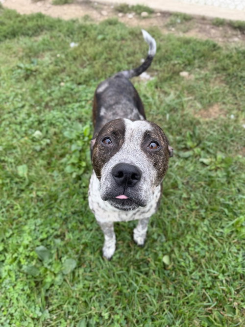 Photo 4 of Oreo