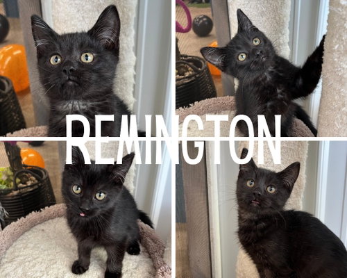 Remington, a cat for adoption from Animal Welfare League of Kosciusko County