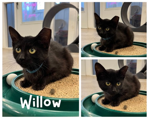Willow, a cat for adoption from Animal Welfare League of Kosciusko County