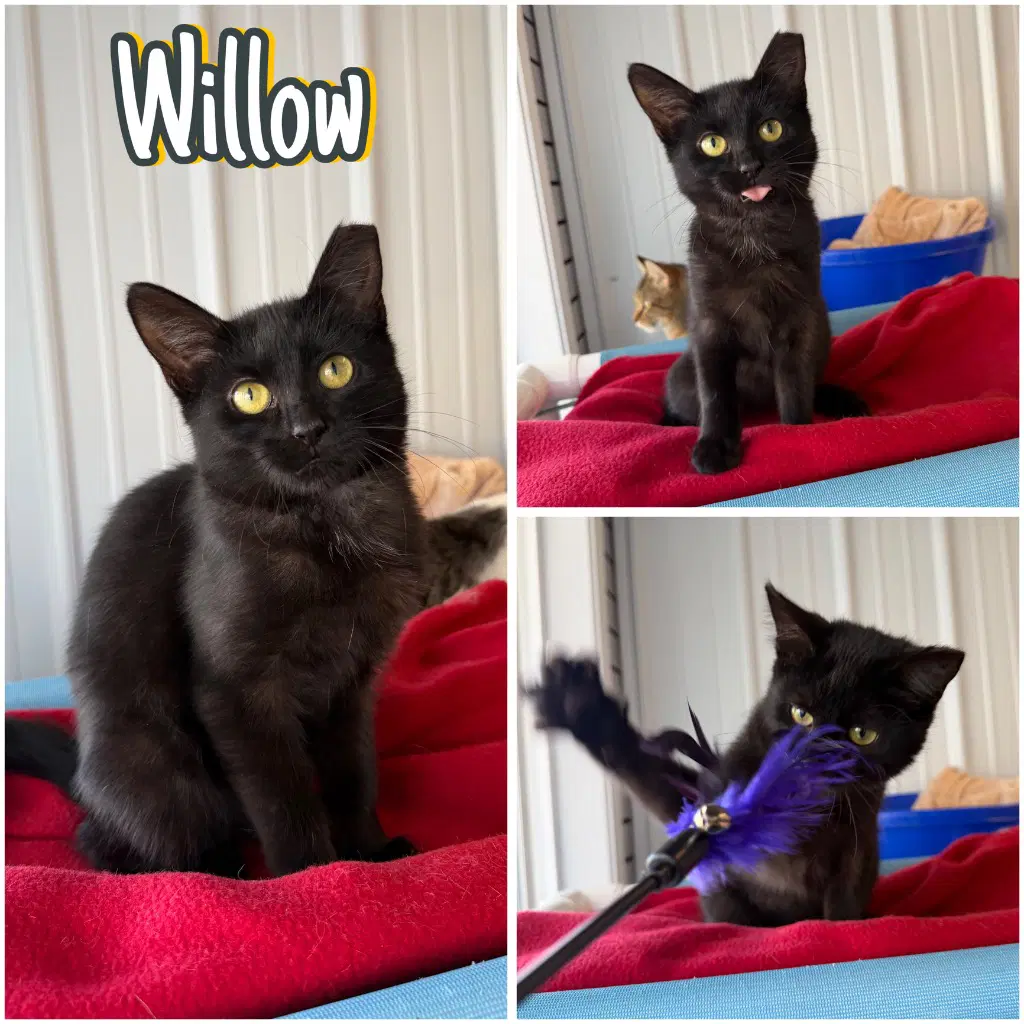 Willow - Domestic Short Hair