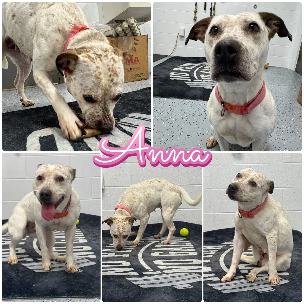 Anna - American Staffordshire Terrier